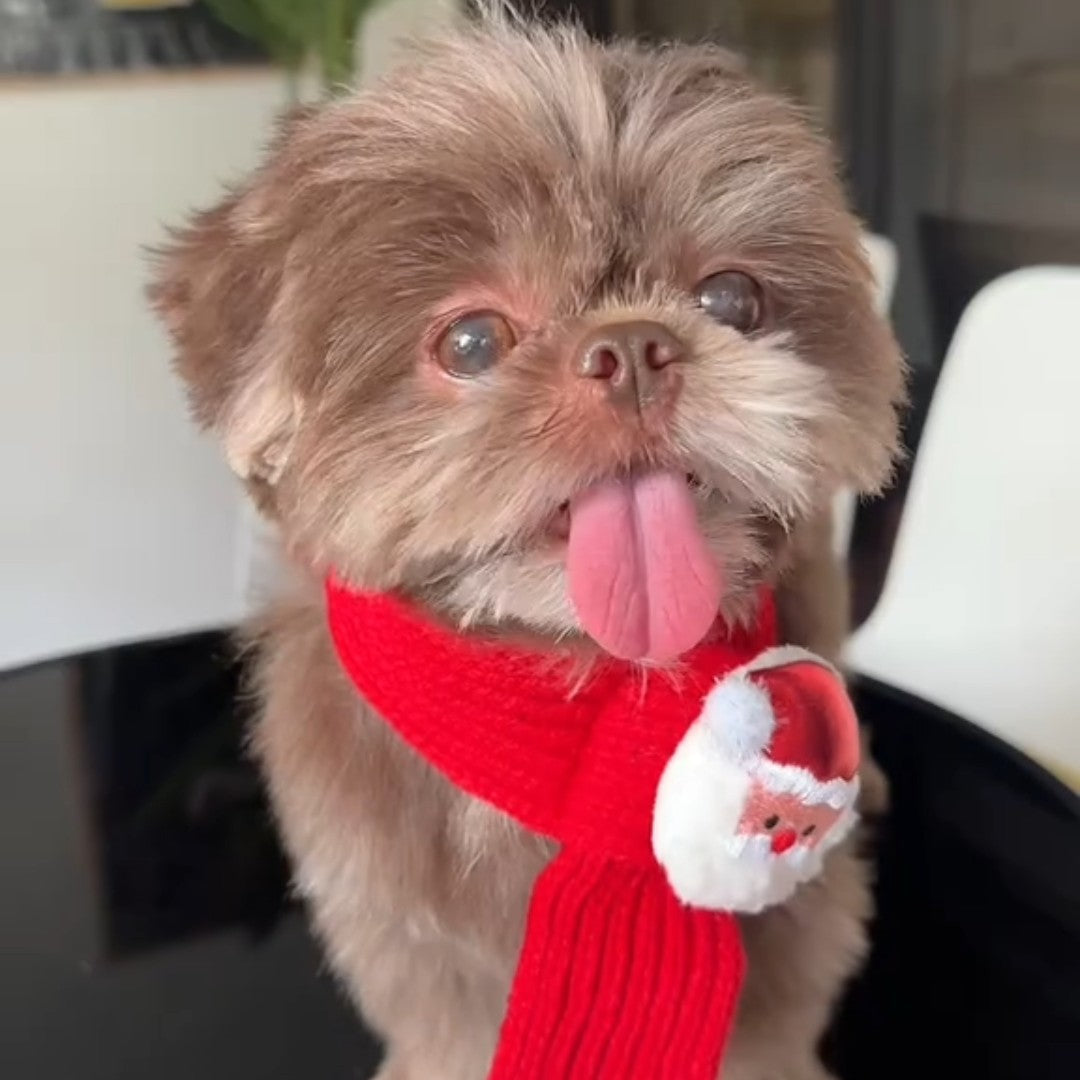 Festive Friends Knit Scarf