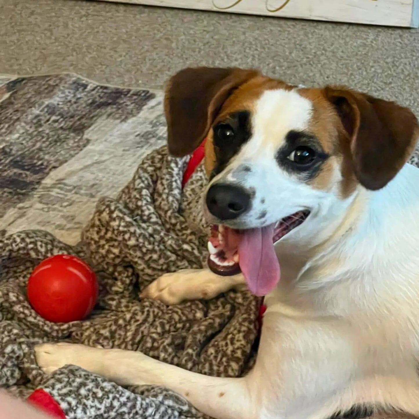 🖤Black Friday Sale 50% OFF-Viral Bouncing Ball